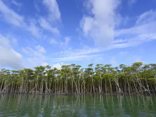 西表島/沖縄県(日本)