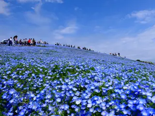 ひたちなか/常陸那珂/茨城県(日本)