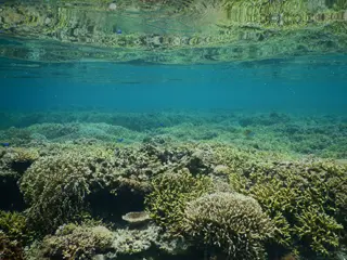 座間味島/沖縄県(日本)