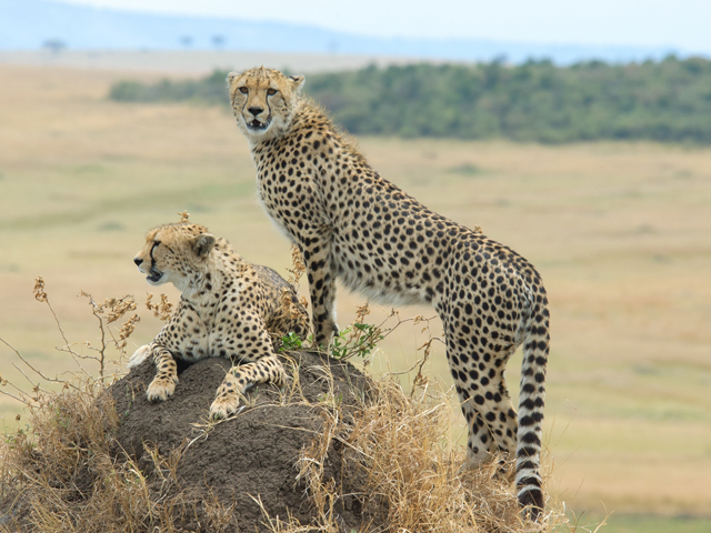 ダーバン(南アフリカ)
