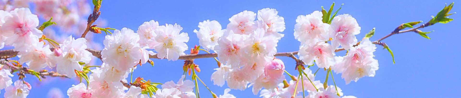 三井オーシャンフジ[春割特別料金]