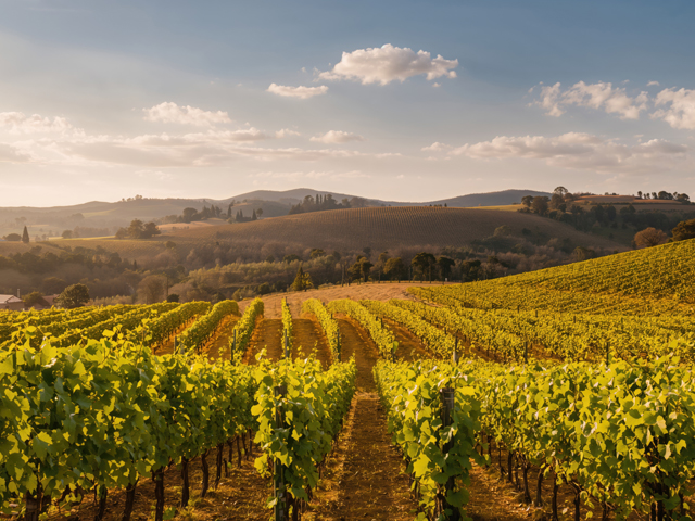 ポイヤック(フランス)